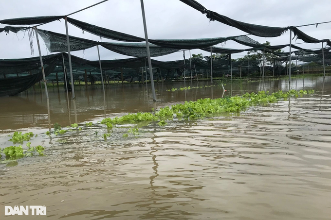 Người trồng rau màu nguy cơ mất trắng vì mưa lũ