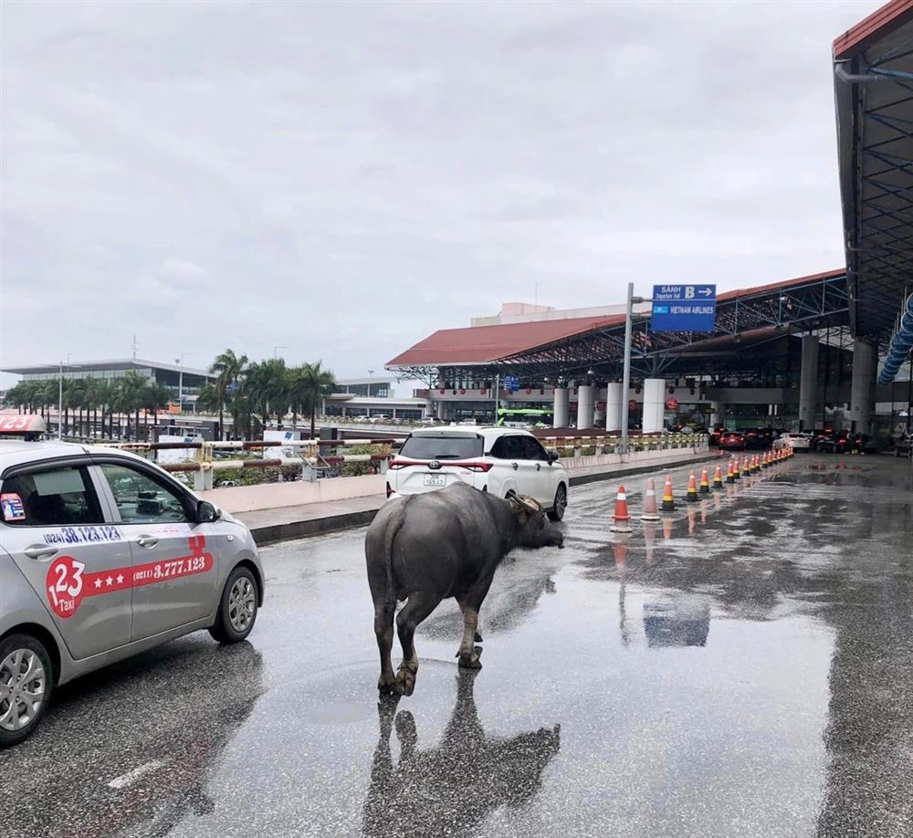 Trâu đi lạc lên tầng 2 sân bay Nội Bài